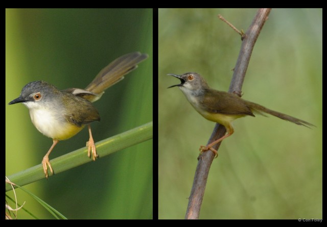Prinia flaviventris•&copy; Con Foley•All Rights Reserved