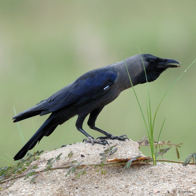 Corvus splendens•&copy; Con Foley•All Rights Reserved