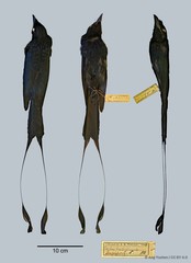 Dicrurus paradiseus•&copy; Ang Yuchen•CC BY 4.0