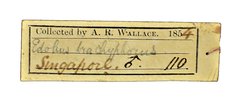 Dicrurus paradiseus•All Rights ReservedMuseum Label