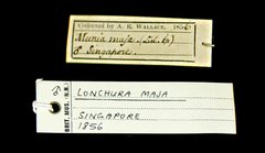 Lonchura maja•All Rights ReservedMuseum Label