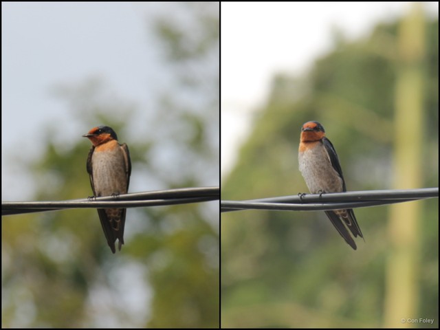 Hirundo tahitica•&copy; Con Foley•All Rights Reserved