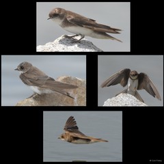 Riparia riparia (Linnaeus, 1758)
