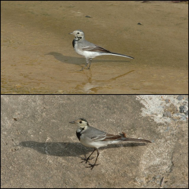 Motacilla alba•&copy; Con Foley•All Rights Reserved