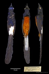 Copsychus malabaricus•&copy; Ang Yuchen•CC BY 4.0