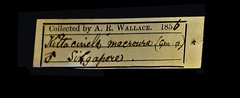 Copsychus malabaricus•All Rights ReservedMuseum Label