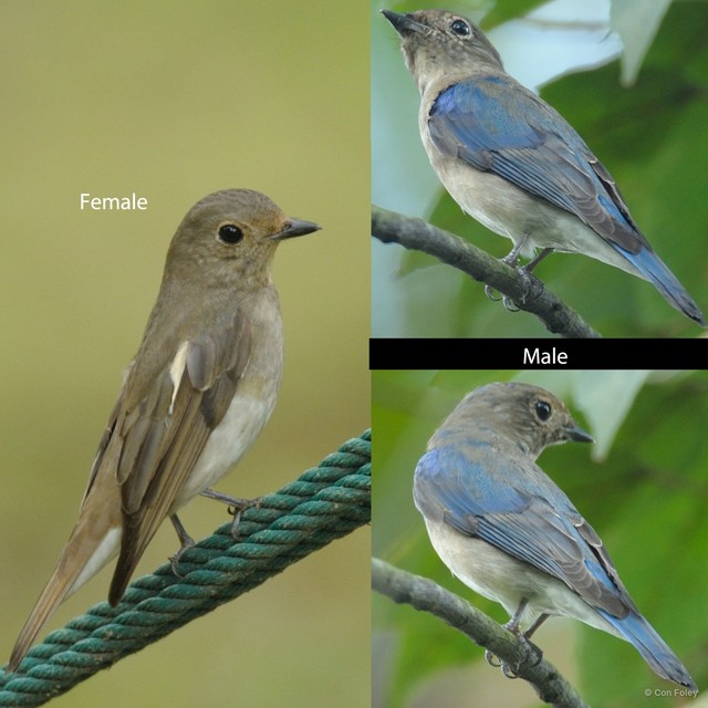 Cyanoptila cyanomelana•&copy; Con Foley•All Rights Reserved