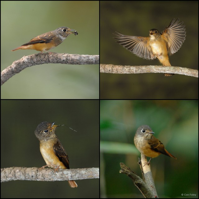 Muscicapa ferruginea•&copy; Con Foley•All Rights Reserved