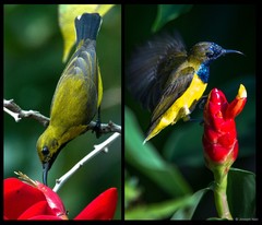 Cinnyris jugularis•&copy; Joseph Nair•All Rights Reserved
