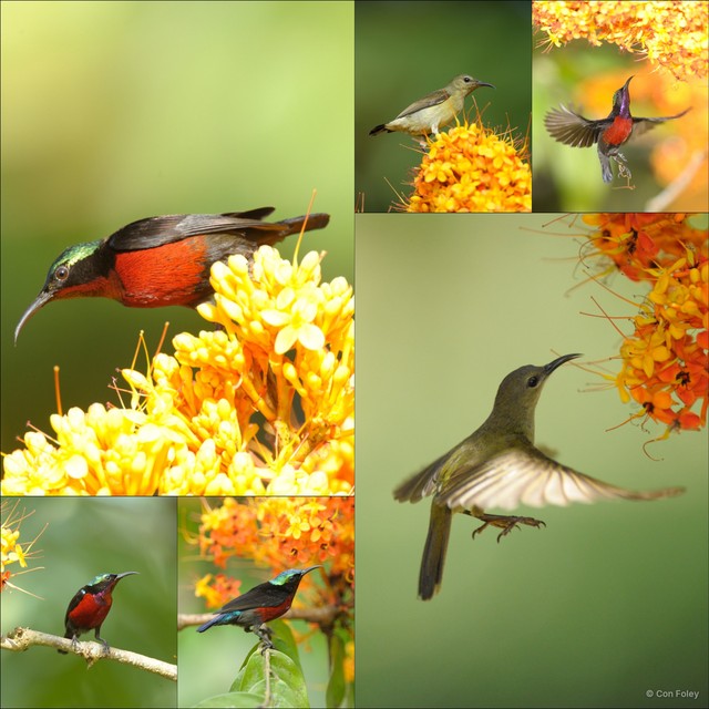 Leptocoma brasiliana•&copy; Con Foley•All Rights Reserved