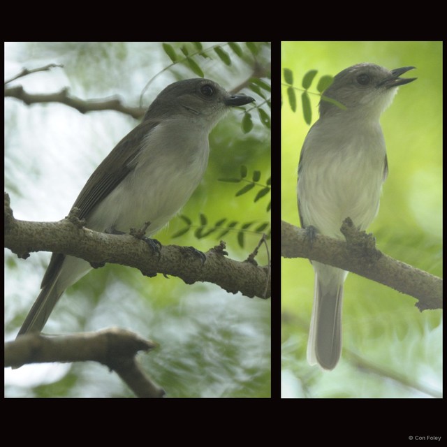 Pachycephala cinerea•&copy; Con Foley•All Rights Reserved