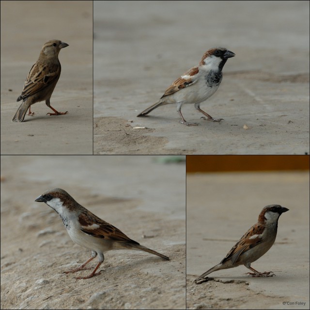Passer domesticus•&copy; Con Foley•All Rights Reserved