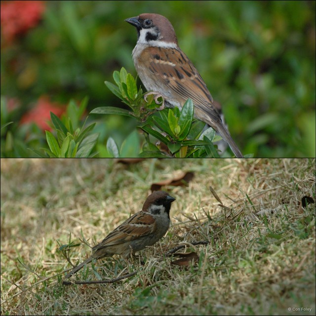 Passer montanus•&copy; Con Foley•All Rights Reserved