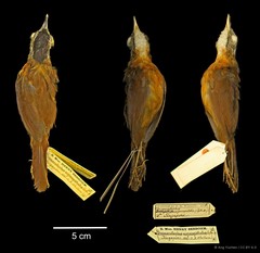 Pellorneum nigrocapitatum•&copy; Ang Yuchen•CC BY 4.0