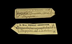 Pellorneum nigrocapitatum•All Rights ReservedMuseum Label