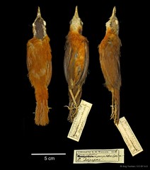 Pellorneum nigrocapitatum•&copy; Ang Yuchen•CC BY 4.0