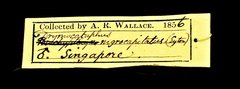 Pellorneum nigrocapitatum•All Rights ReservedMuseum Label