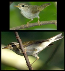 Phylloscopus borealis (J.H.Blasius, 1858)