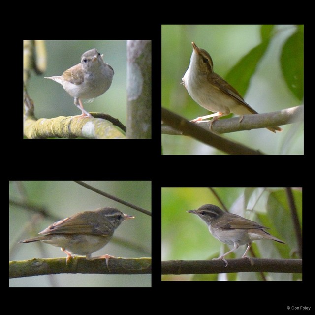 Phylloscopus borealoides•&copy; Con Foley•All Rights Reserved