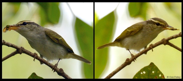 Phylloscopus coronatus•&copy; Con Foley•All Rights Reserved