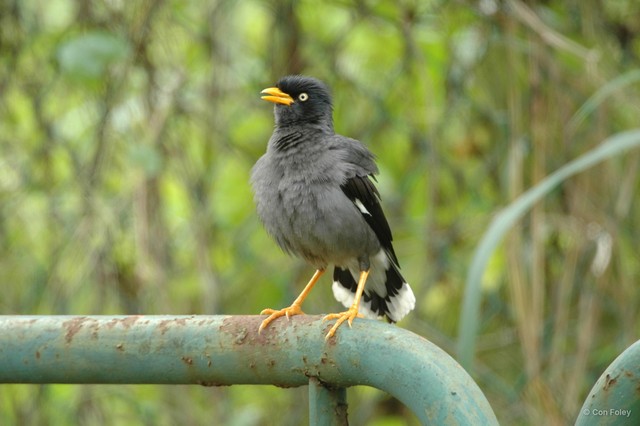 Acridotheres javanicus•&copy; Con Foley•All Rights Reserved