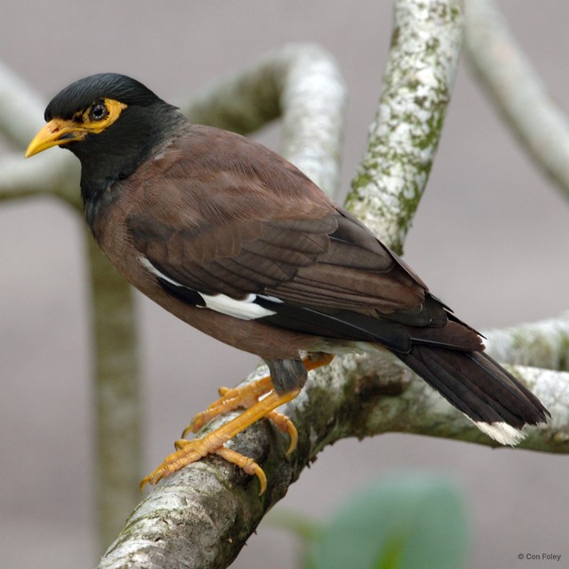 Acridotheres tristis•&copy; Con Foley•All Rights Reserved