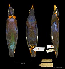 Gracula religiosa•&copy; Ang Yuchen•CC BY 4.0