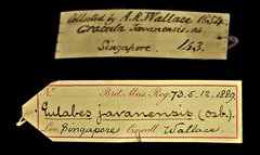 Gracula religiosa•All Rights ReservedMuseum Label