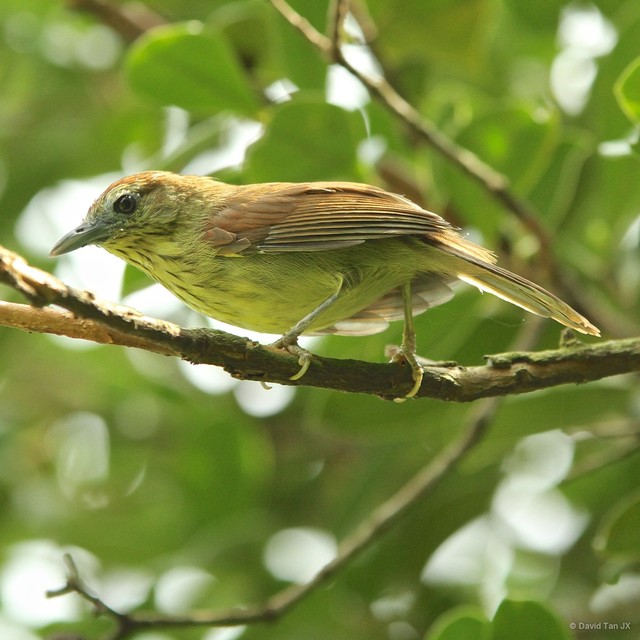 Mixornis gularis•&copy; David Tan JX•All Rights Reserved