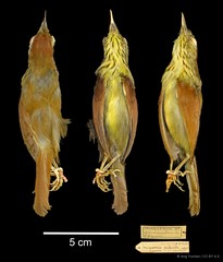 Mixornis gularis•&copy; Ang Yuchen•CC BY 4.0