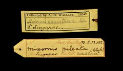 Mixornis gularis•All Rights ReservedMuseum Label