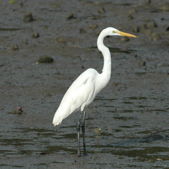 Ardea alba•&copy; Con Foley•All Rights Reserved