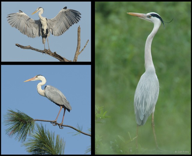 Ardea cinerea•&copy; Con Foley•All Rights Reserved