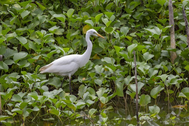 Ardea intermedia•&copy; Marcus Ng Fu Chuan•All Rights Reserved