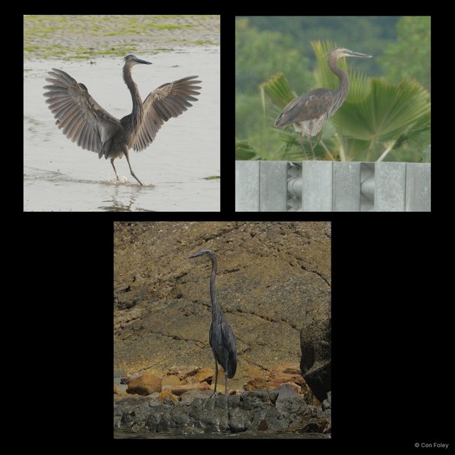 Ardea sumatrana•&copy; Con Foley•All Rights Reserved