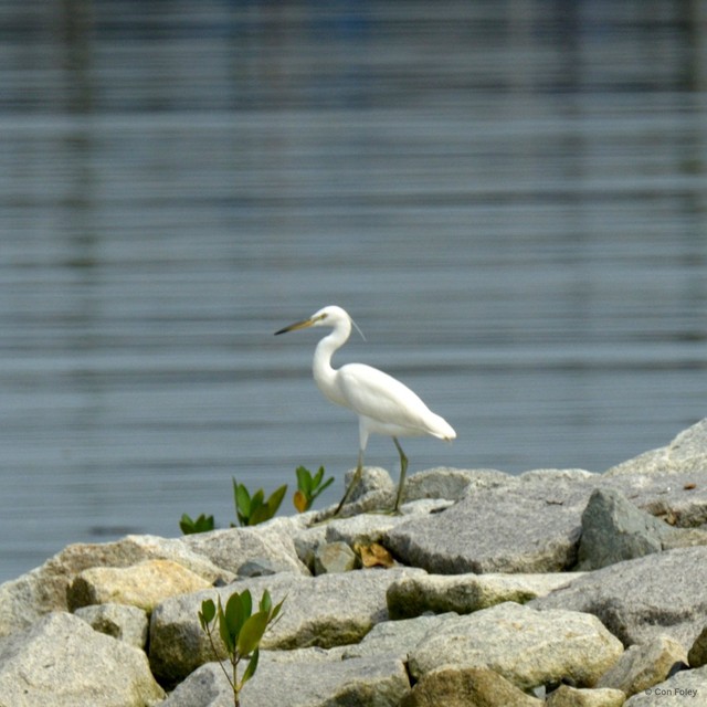 Egretta eulophotes•&copy; Con Foley•All Rights Reserved