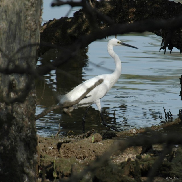 Egretta garzetta•&copy; Con Foley•All Rights Reserved