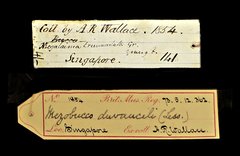 Psilopogon duvaucelii•All Rights ReservedMuseum Label