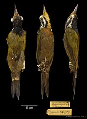 Gecinulus rafflesii•&copy; Ang Yuchen•CC BY 4.0