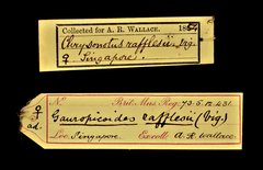 Gecinulus rafflesii•All Rights ReservedMuseum Label
