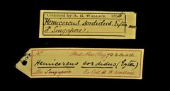 Hemicircus concretus•All Rights ReservedMuseum Label