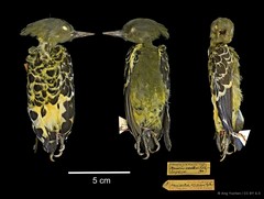 Hemicircus concretus•&copy; Ang Yuchen•CC BY 4.0