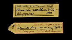 Hemicircus concretus•All Rights ReservedMuseum Label