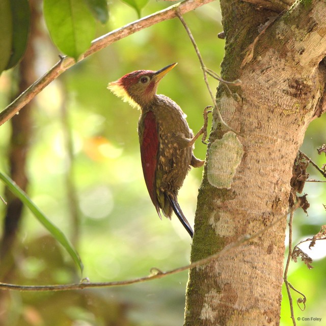 Picus puniceus•&copy; Con Foley•All Rights Reserved