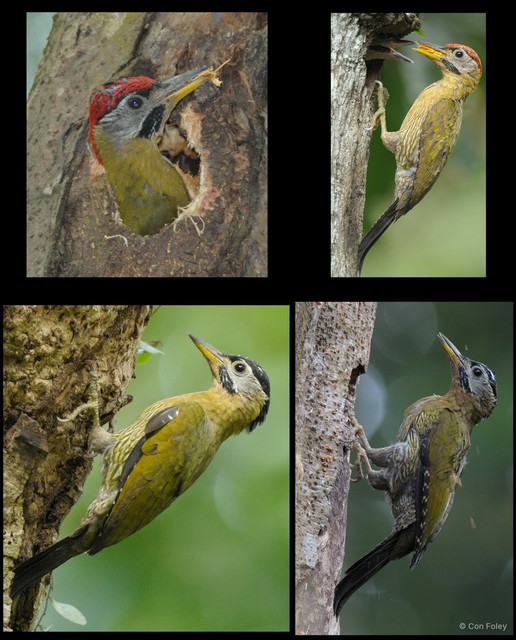 Picus vittatus•&copy; Con Foley•All Rights Reserved