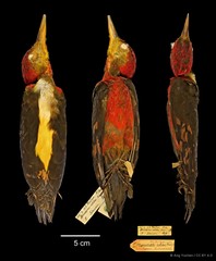 Reinwardtipicus validus•&copy; Ang Yuchen•CC BY 4.0