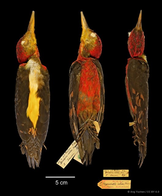 Reinwardtipicus validus•&copy; Ang Yuchen•CC BY 4.0
