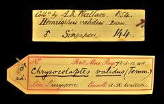 Reinwardtipicus validus•All Rights ReservedMuseum Label