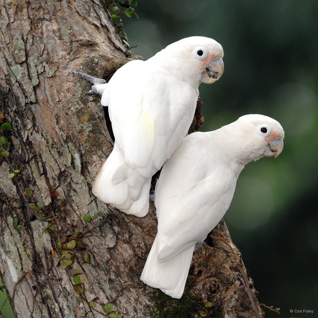 Cacatua goffiniana•&copy; Con Foley•All Rights Reserved