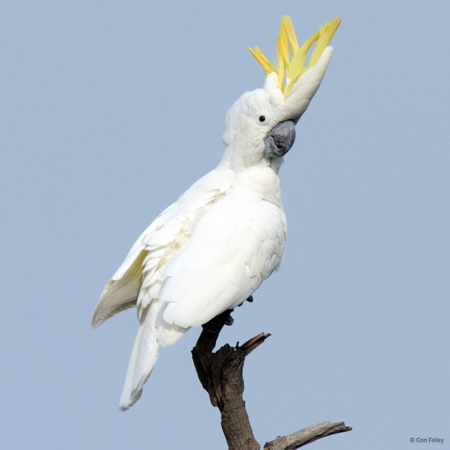 Cacatua sulphurea•&copy; Con Foley•All Rights Reserved
